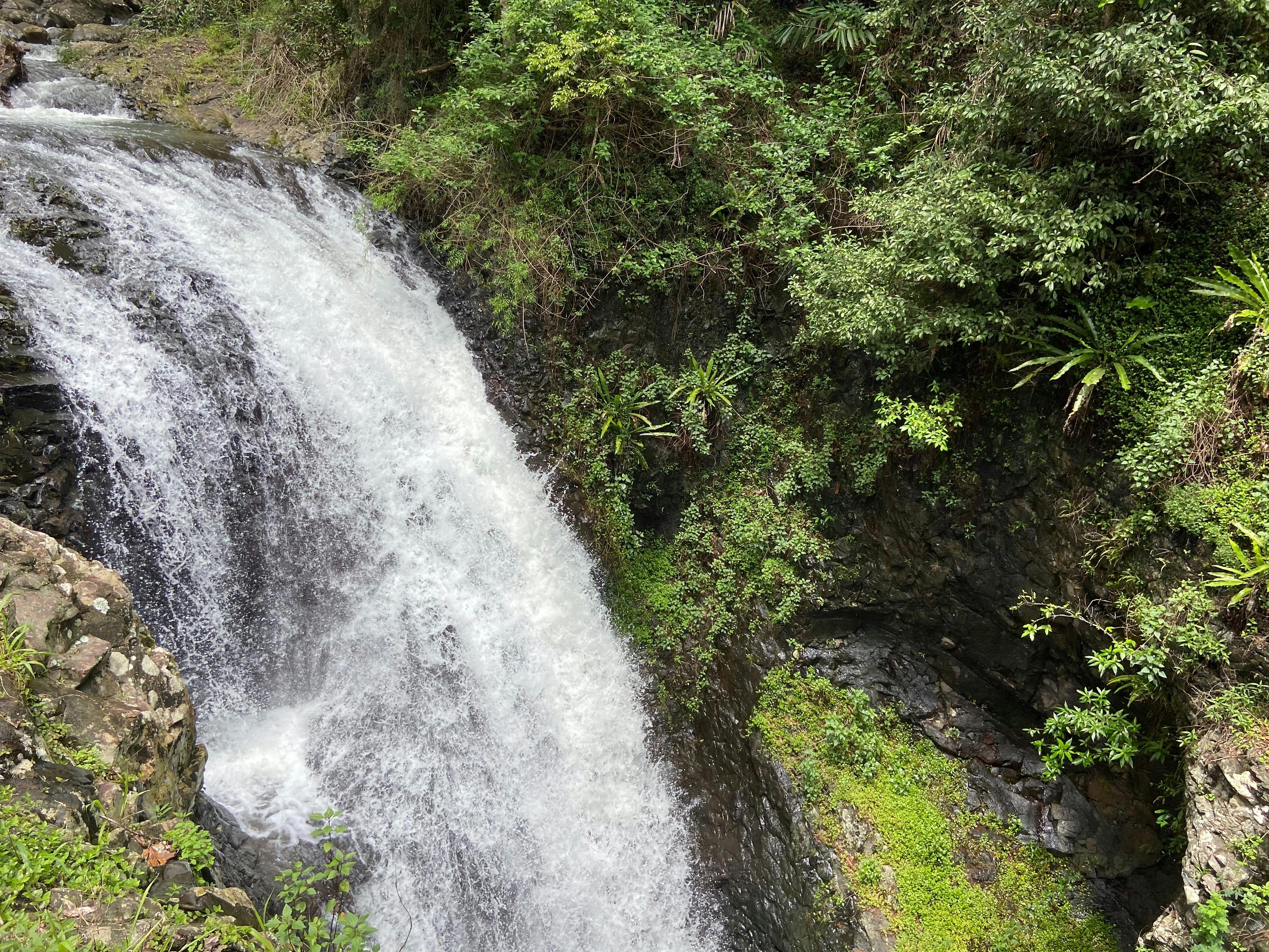 Springbrook and Tamborine Adventure