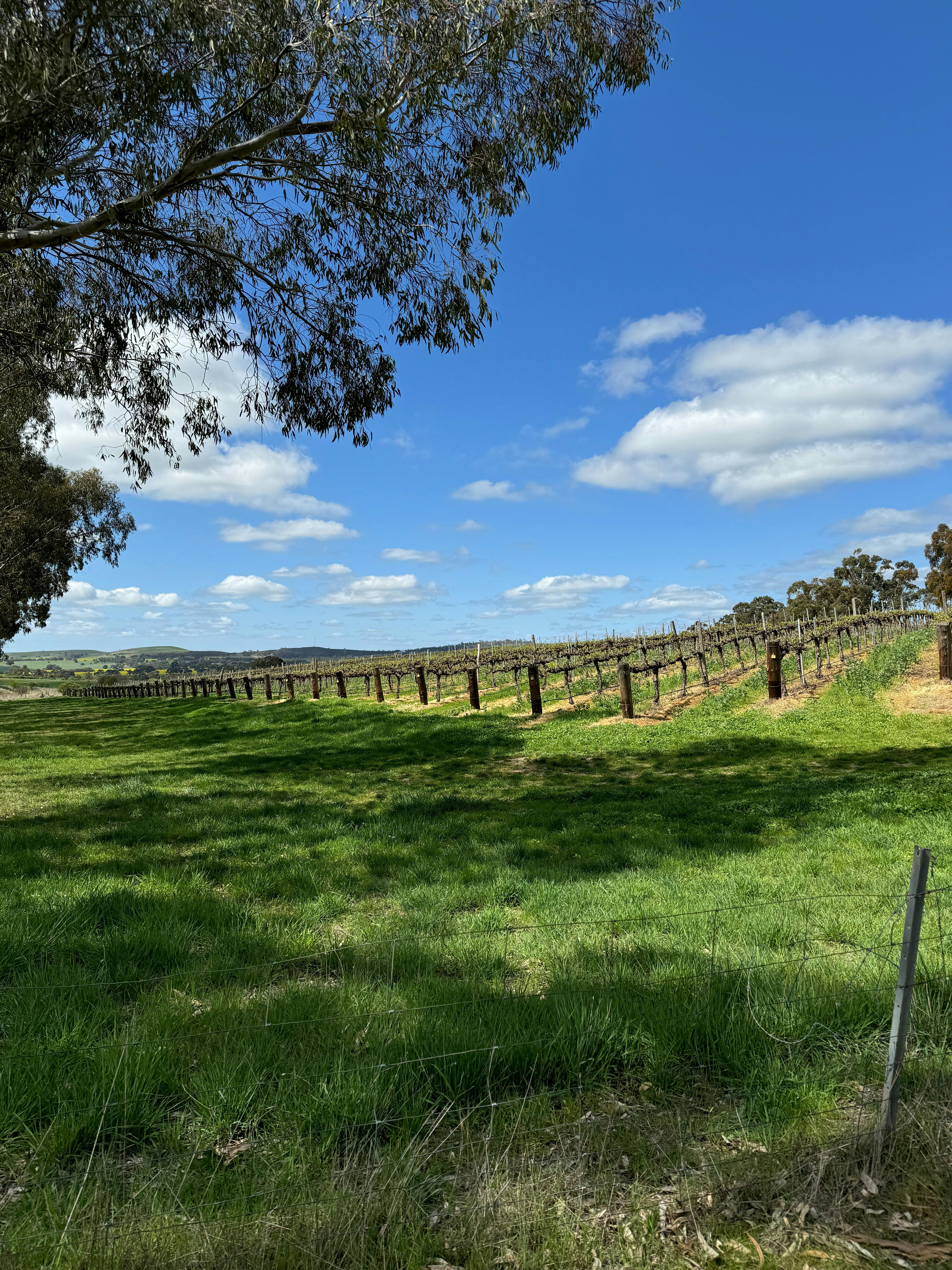 Walk, Wine & Dine - Mr Micks