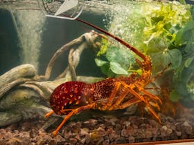 Southern Rock Lobster (crayfish) in restaurant tank, hand-selected to order (seasonal).