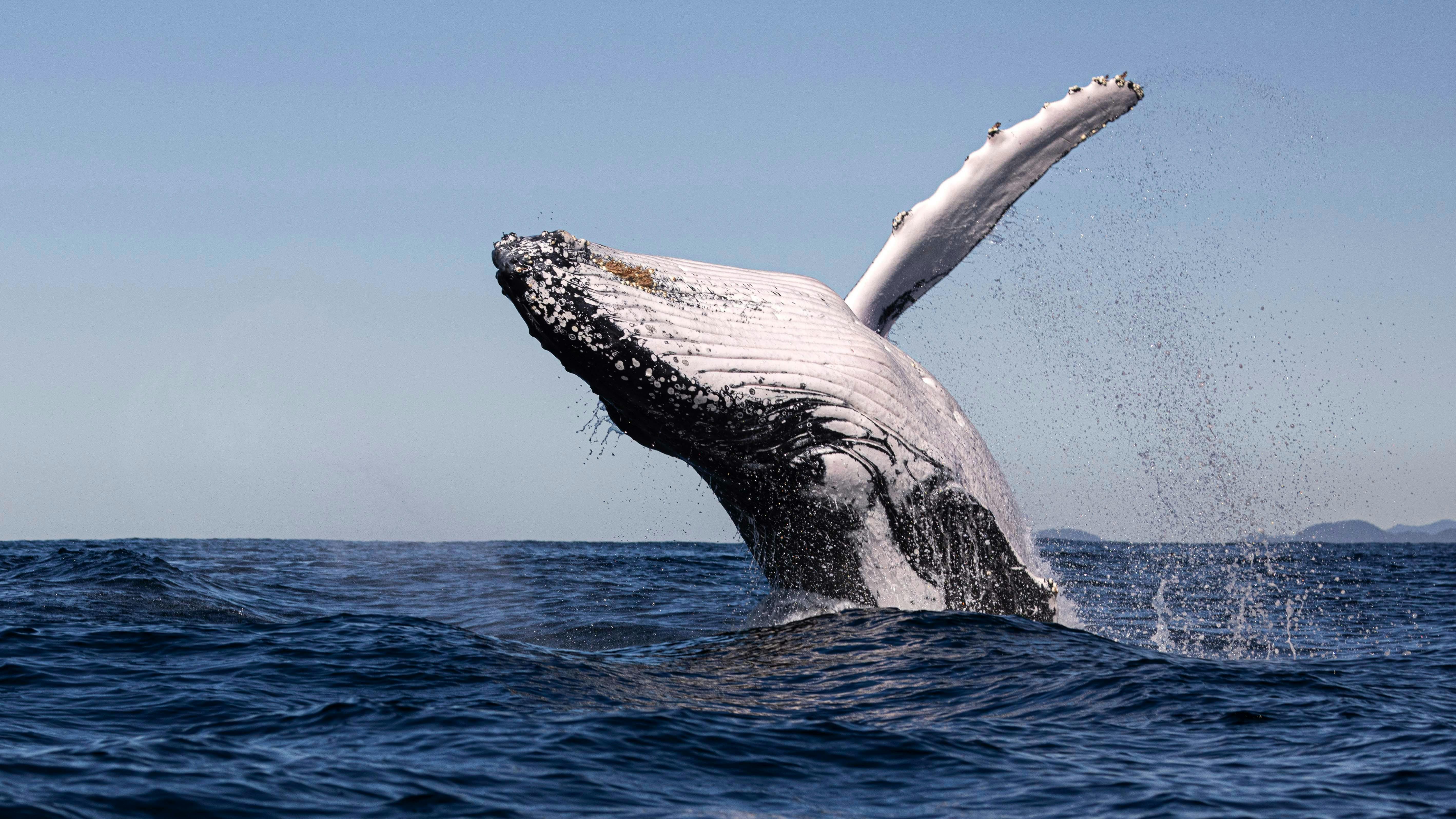 A close up of a humpback whale breaching