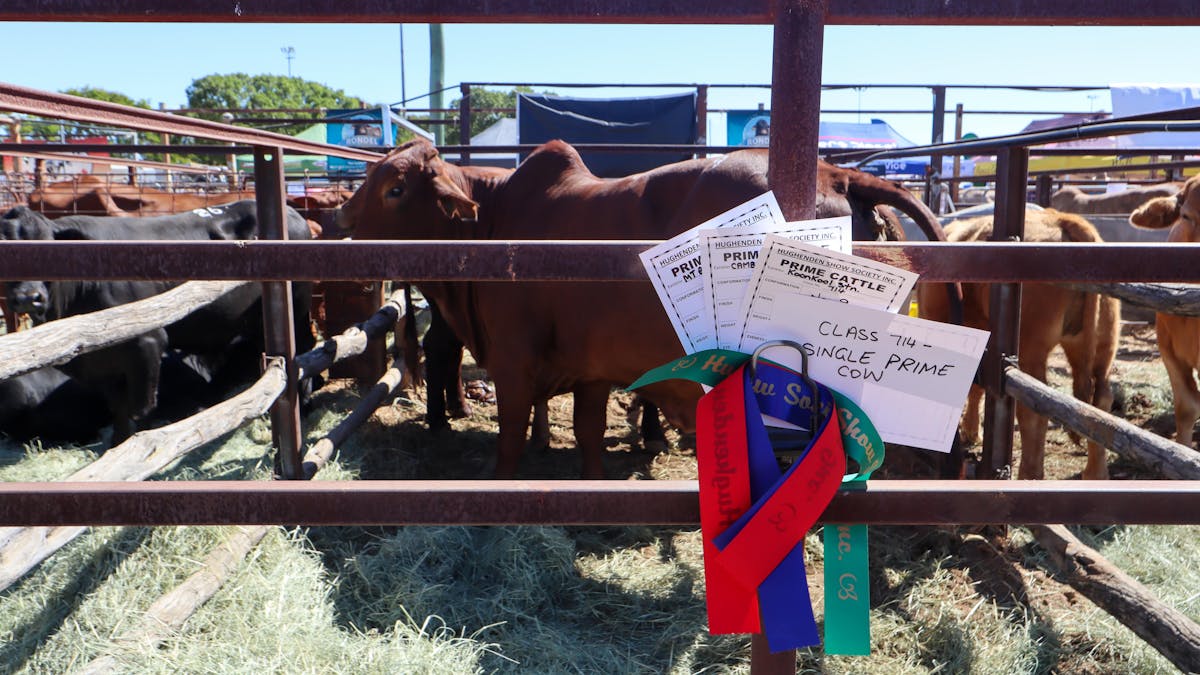 Cattle in pens with proze ribbion