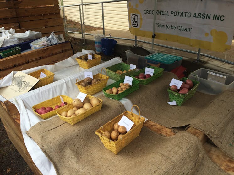 Potatoes on display at the festival