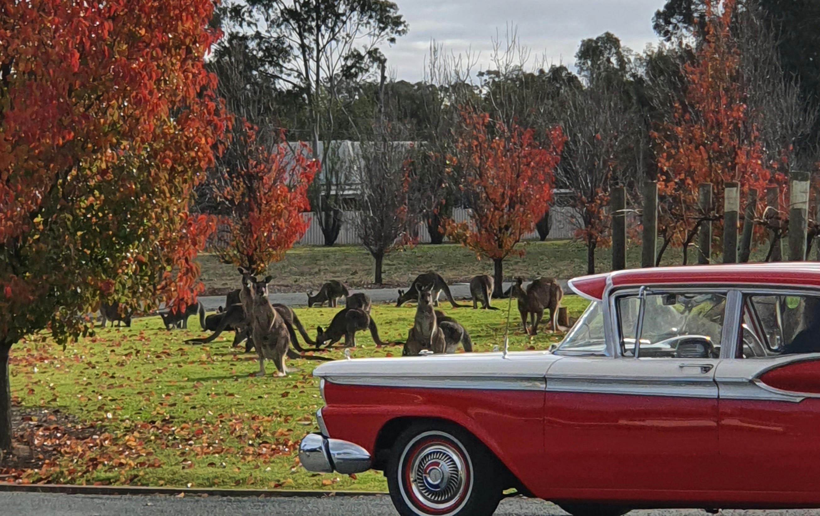 Kangaroos at Morrison's Winery and Front of 1959 four door Ford Fairlane