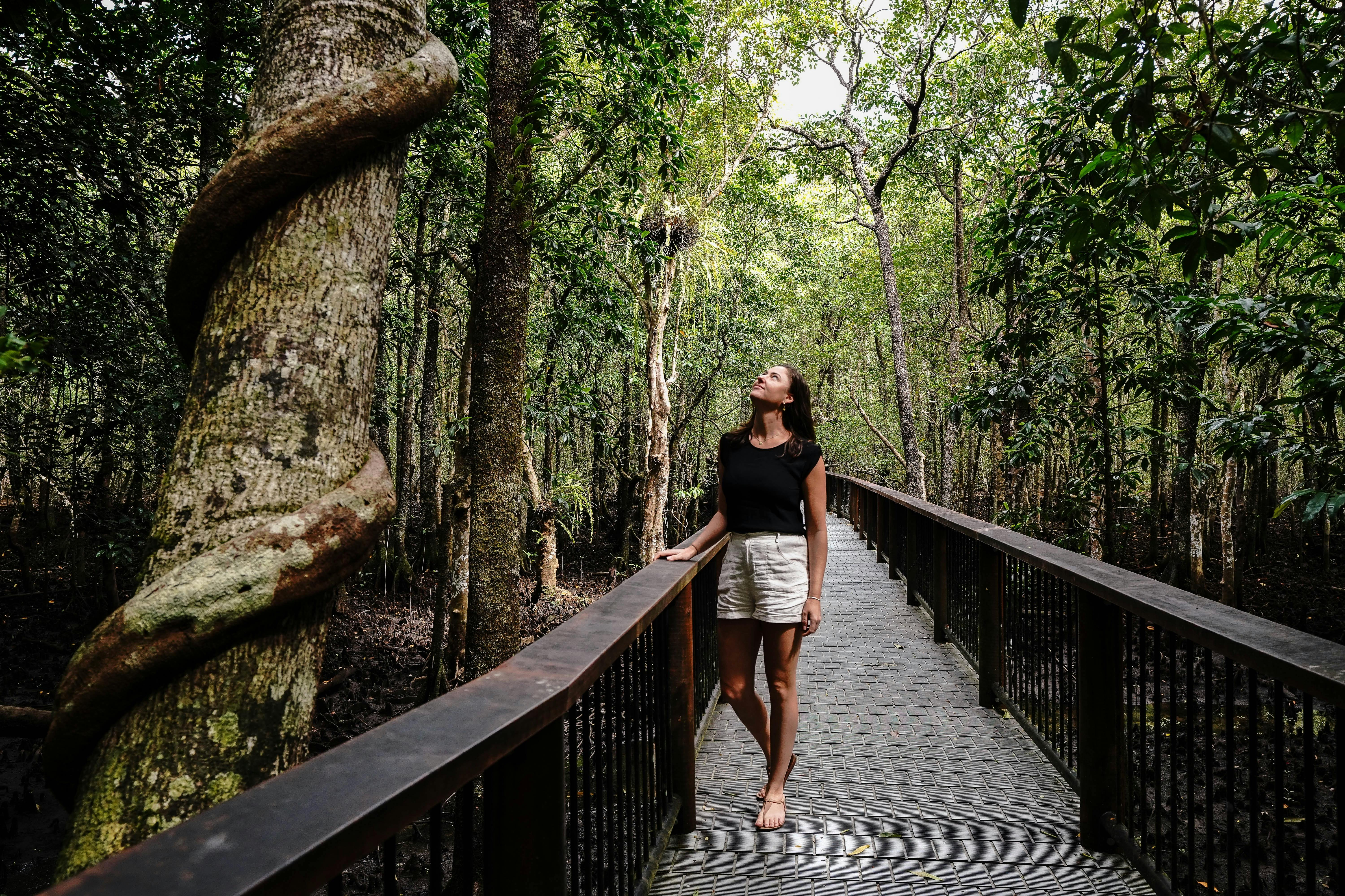Explore the Daintree Rainforest