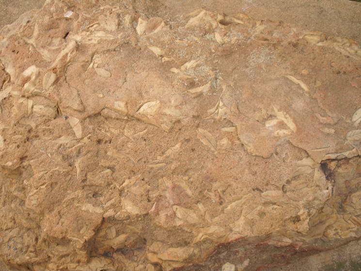 Fossil Rock