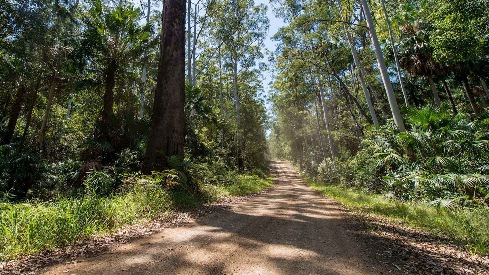 Double Wharf to Whoota Lookout Cycle Loop