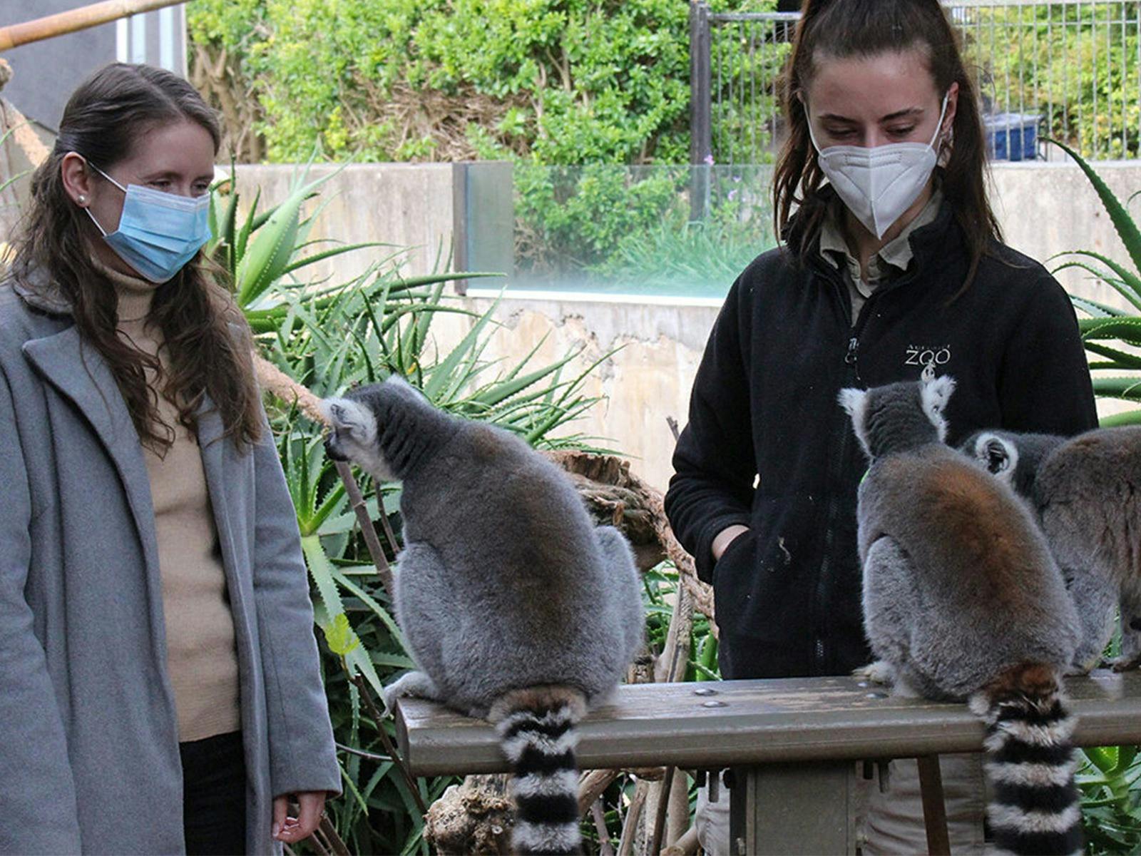 Lemur Encounter