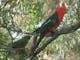 King Parrot