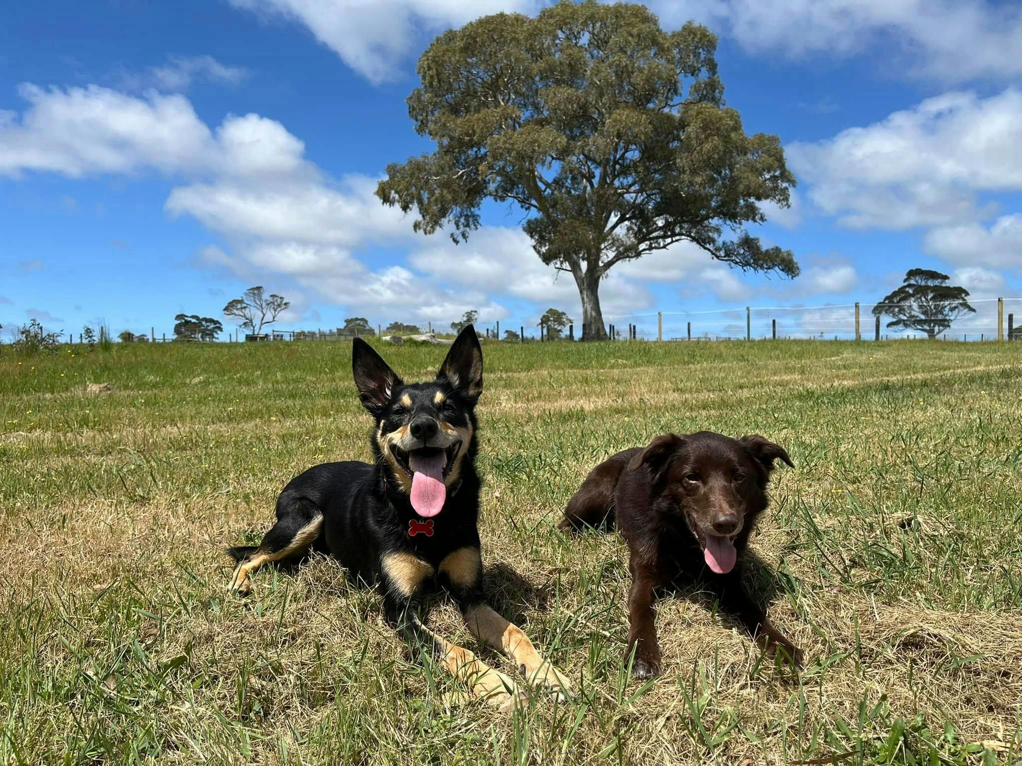 2 dogs in a large paddock
