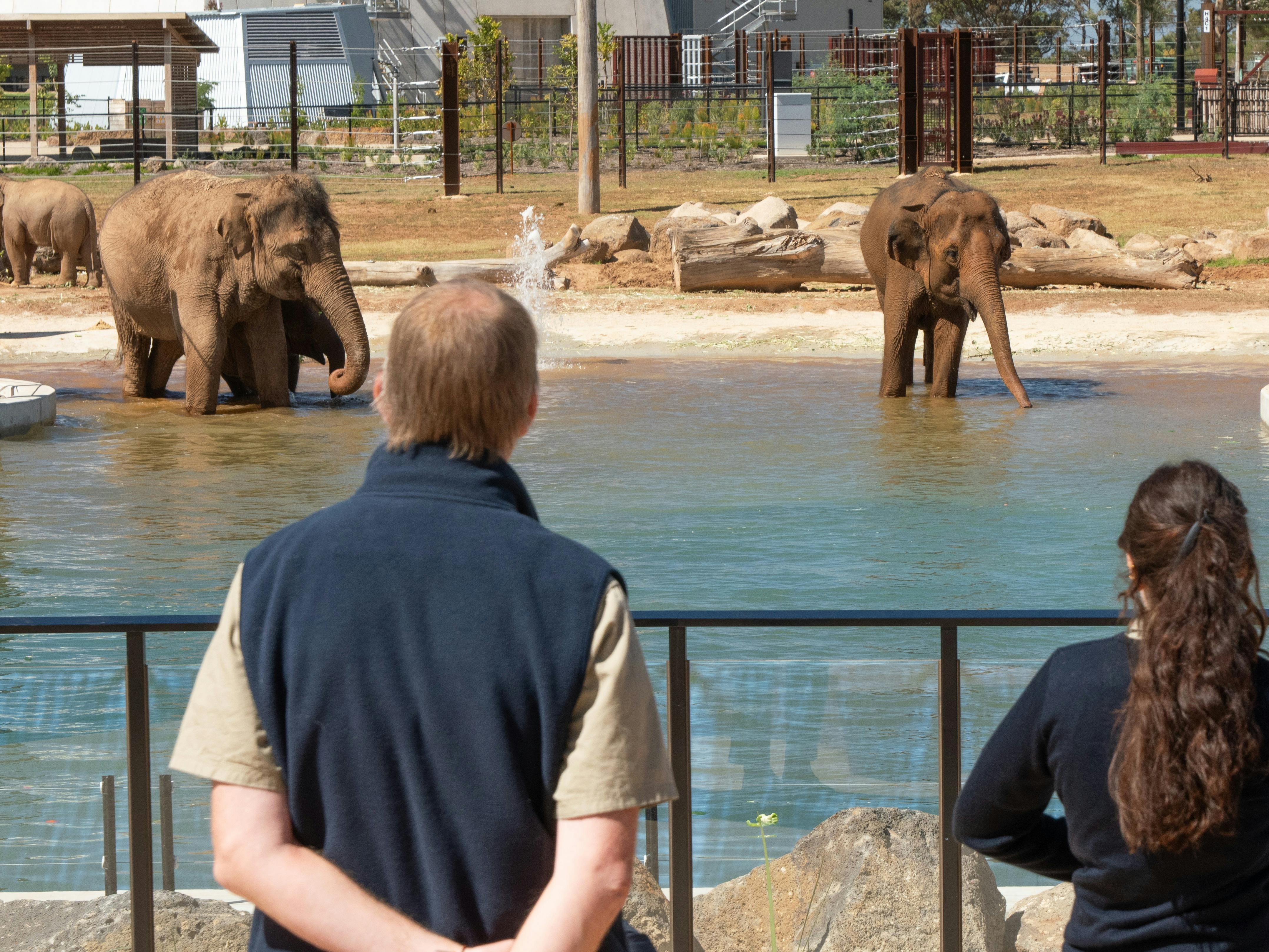 People observing elephants
