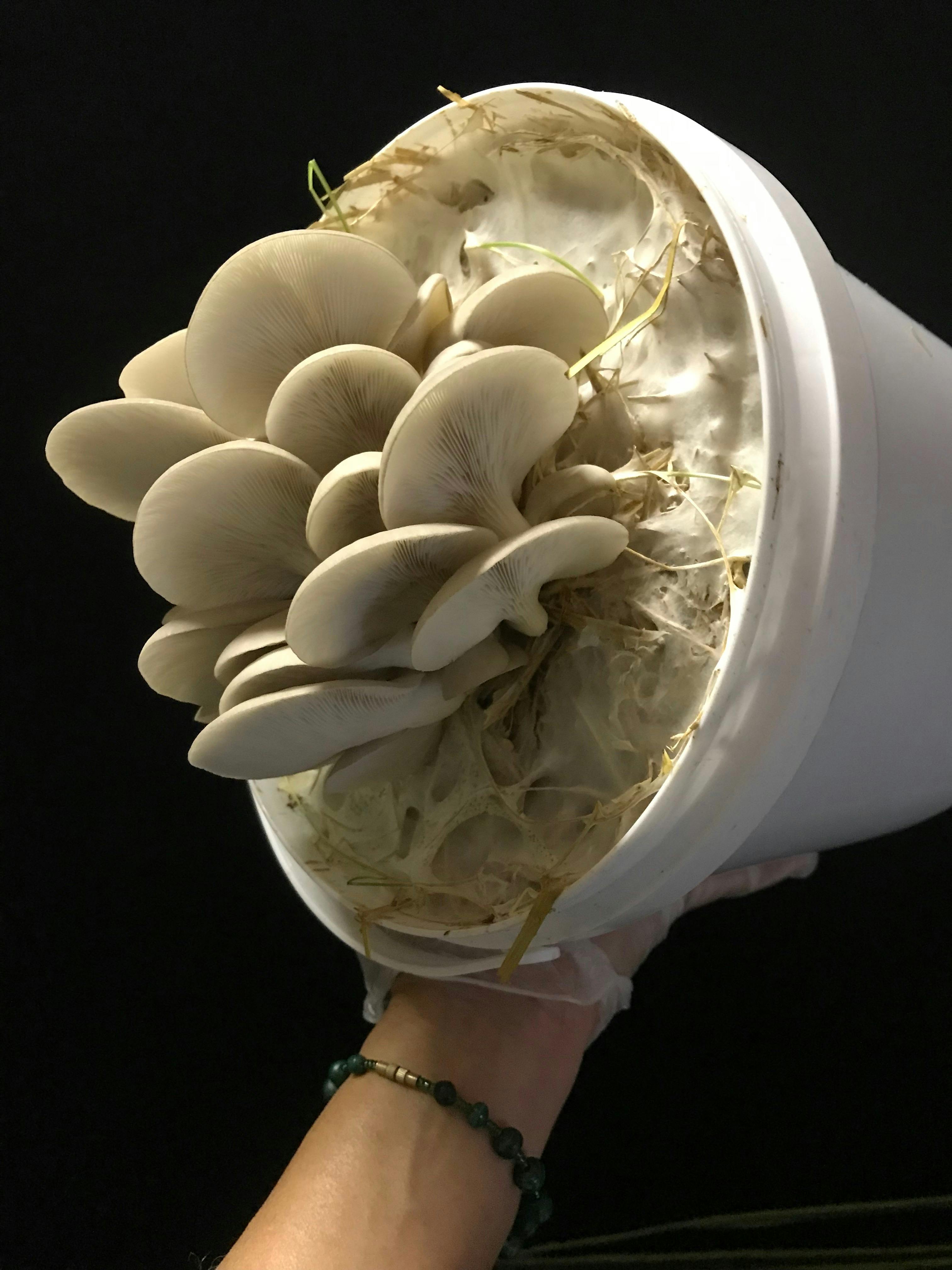 How to grow mushrooms at home as part of your Kitchen Garden practice
