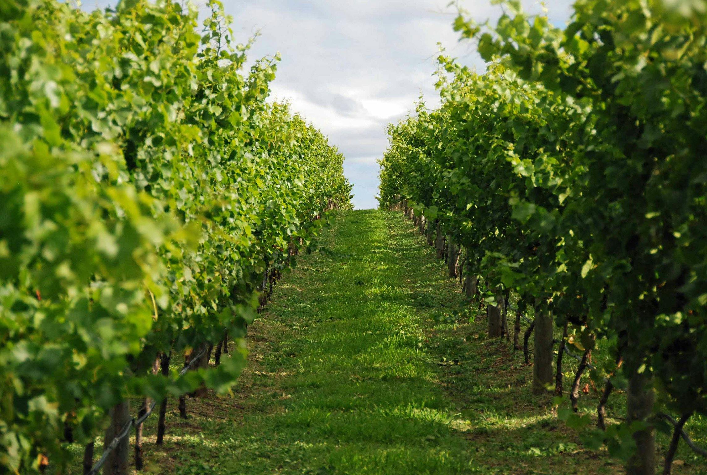 Wine in the Vines - Bangor Vineyard Tour