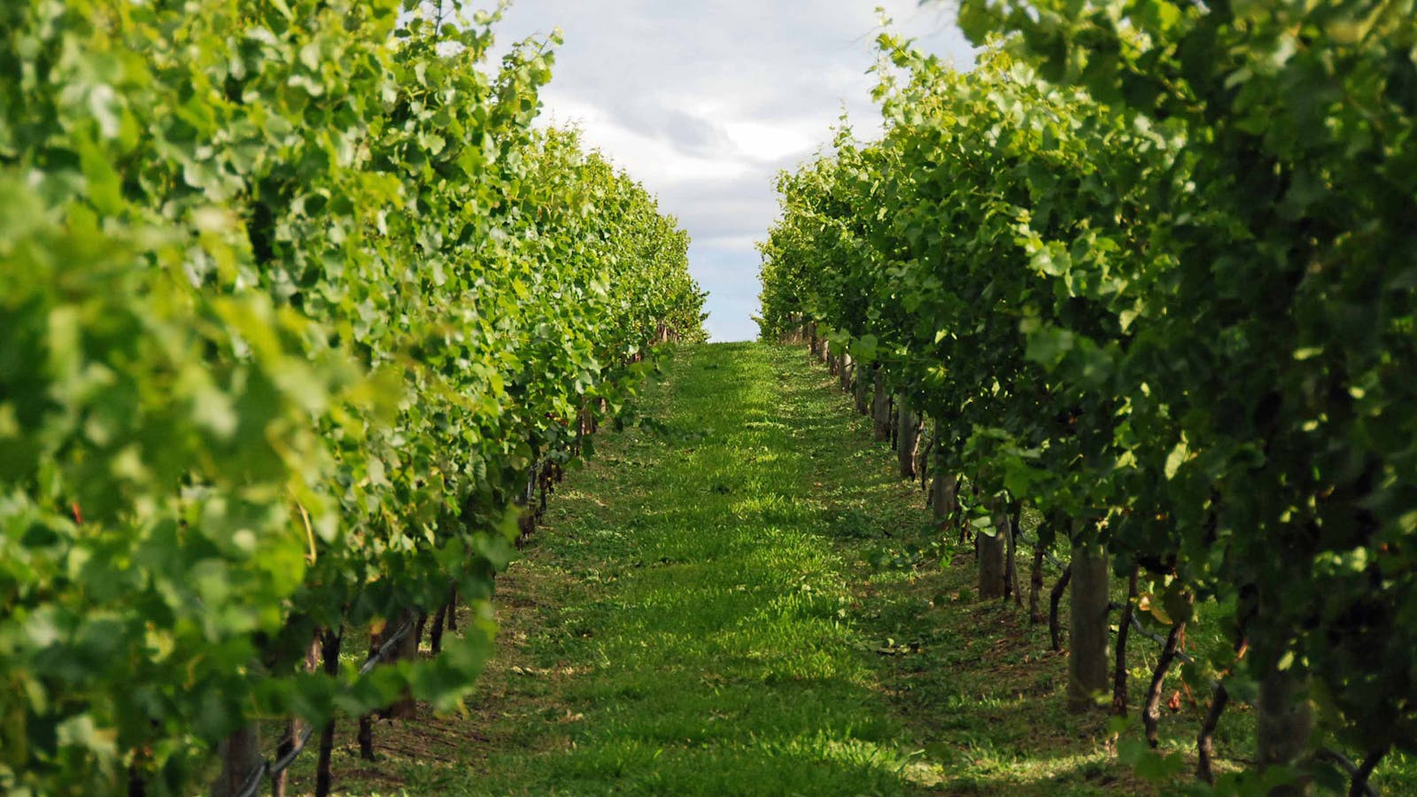 Wine in the Vines - Bangor Vineyard Tour