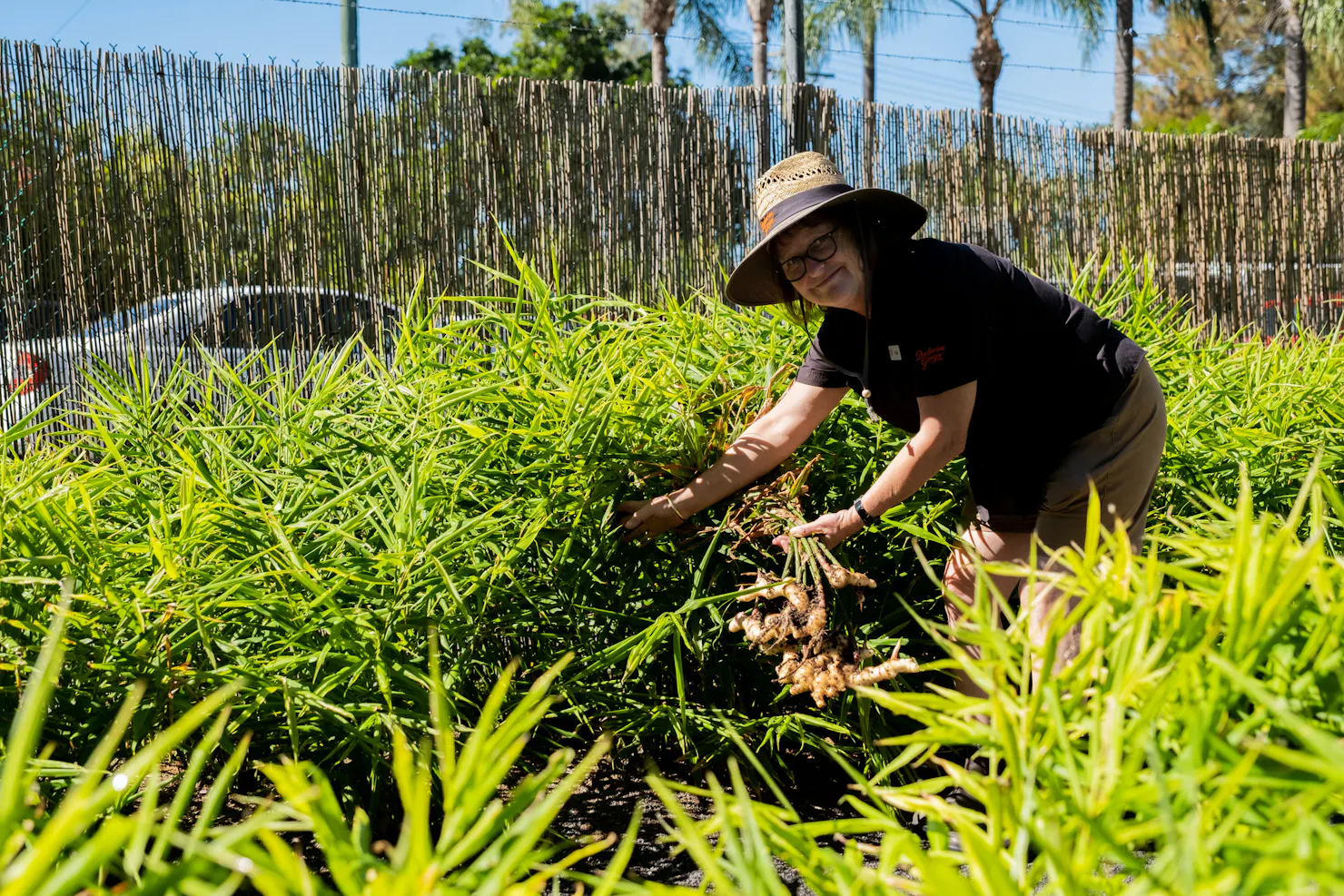 Trish, on of our tour guides, harvesting some ginger