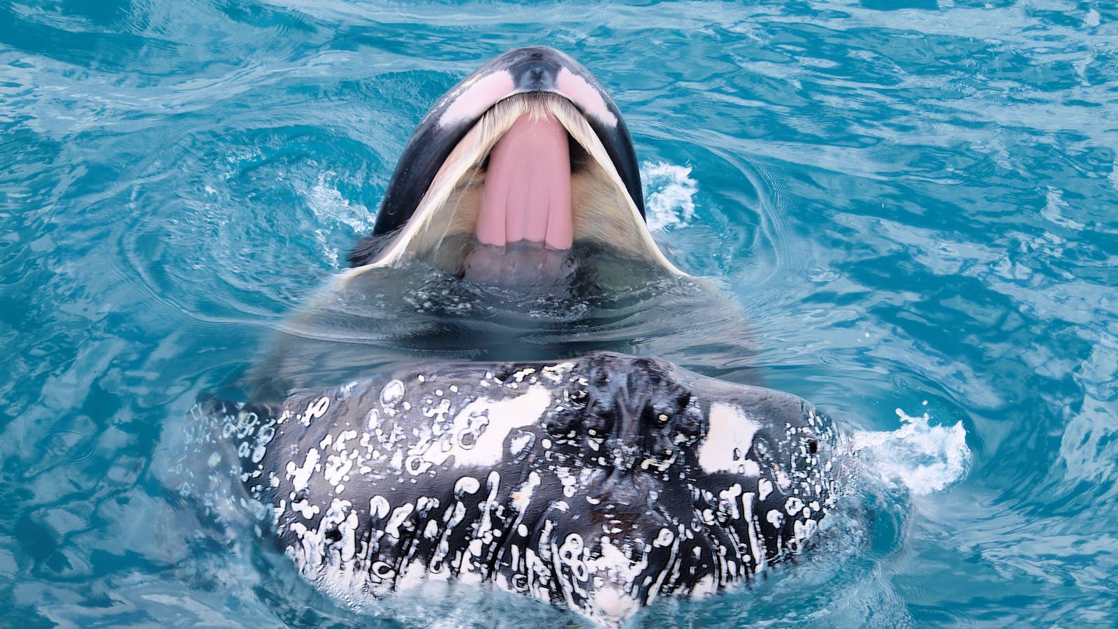 Spirit Of Hervey Bay Whale Watching Cruises