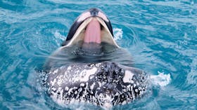Whale's big open mouth