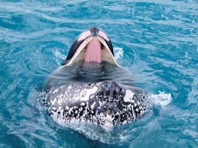 Whale's big open mouth