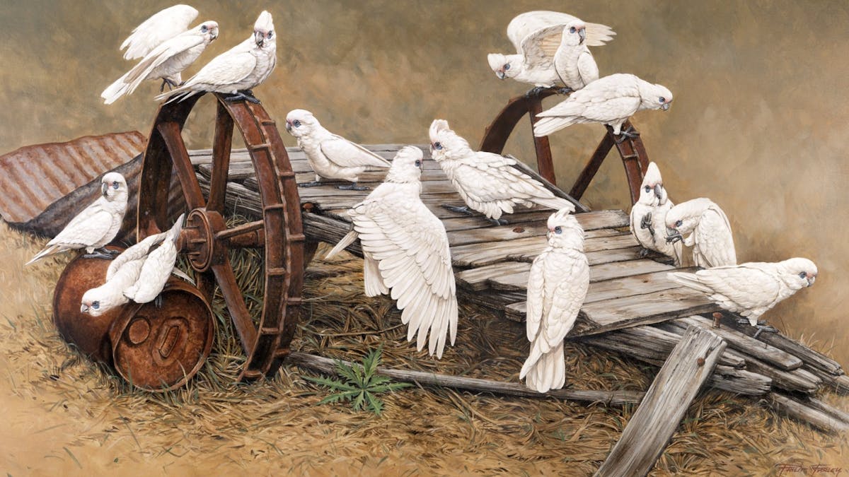 Corellas