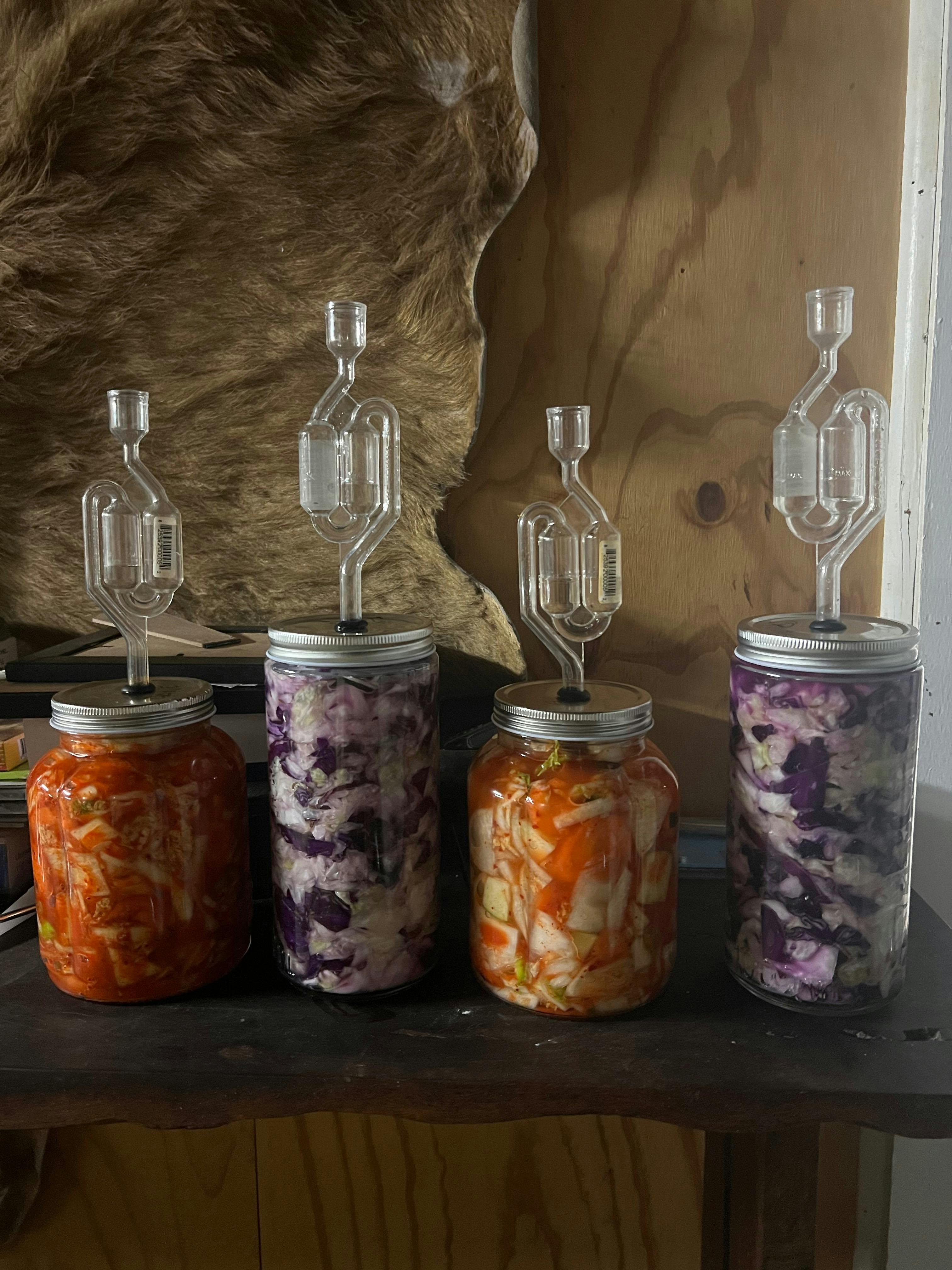 Fermenting Sauerkraut and Kimchi