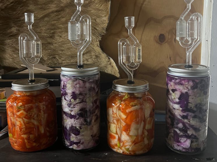 Fermenting Sauerkraut and Kimchi