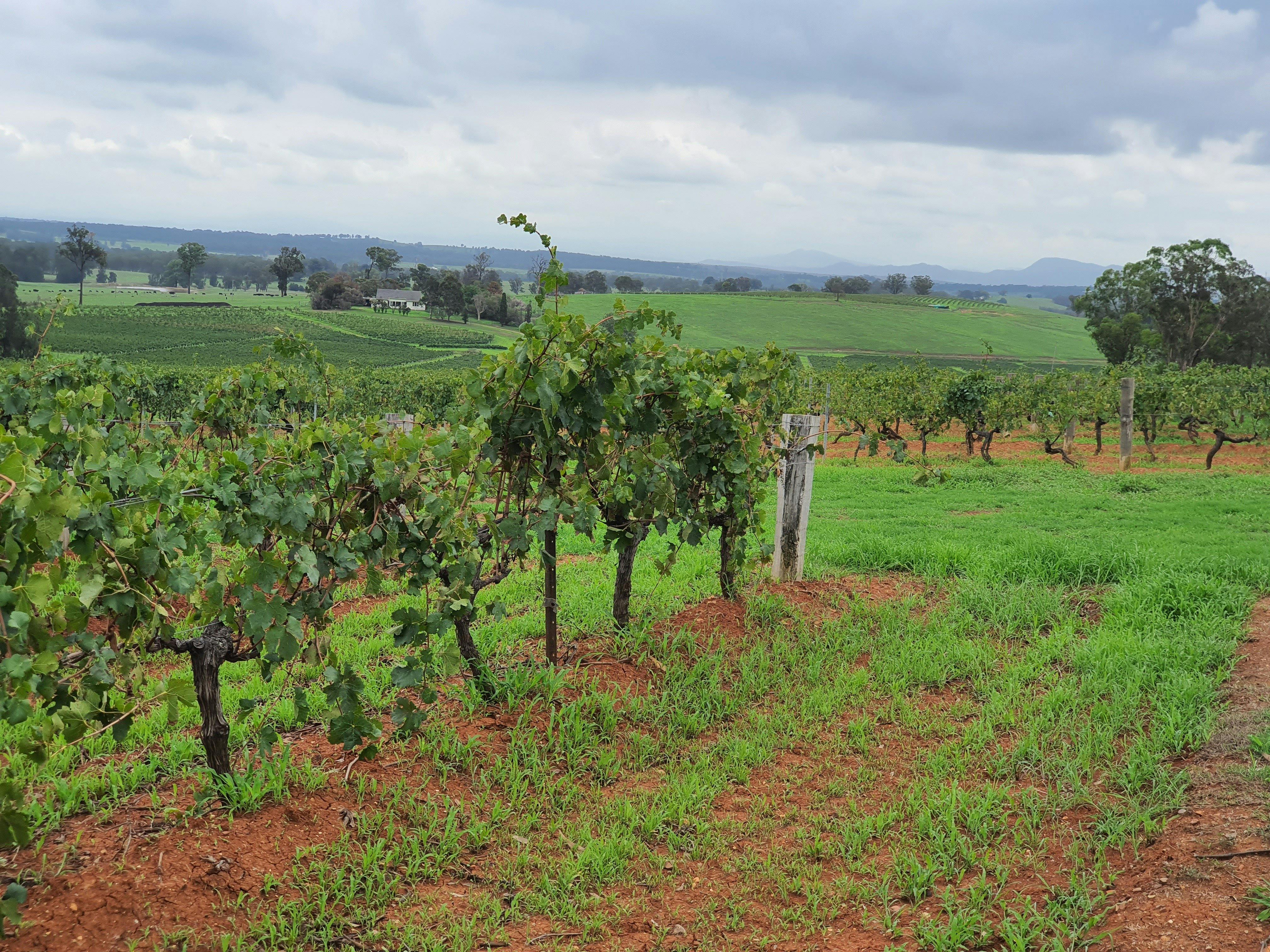 Hunter Valley wine tours