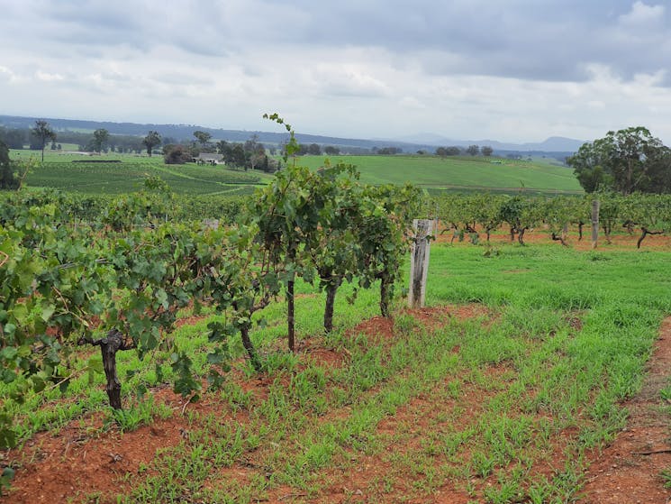 Hunter Valley wine tours