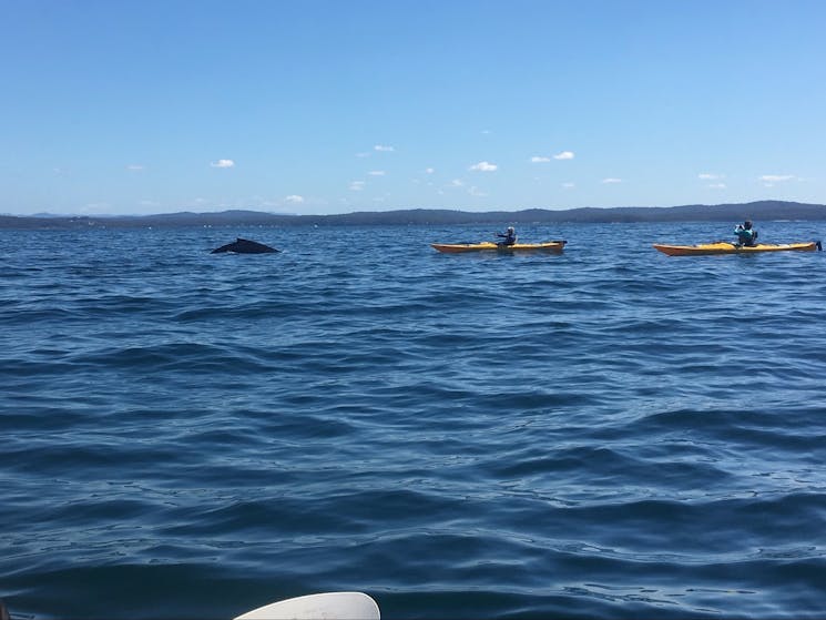 Humpback Whale