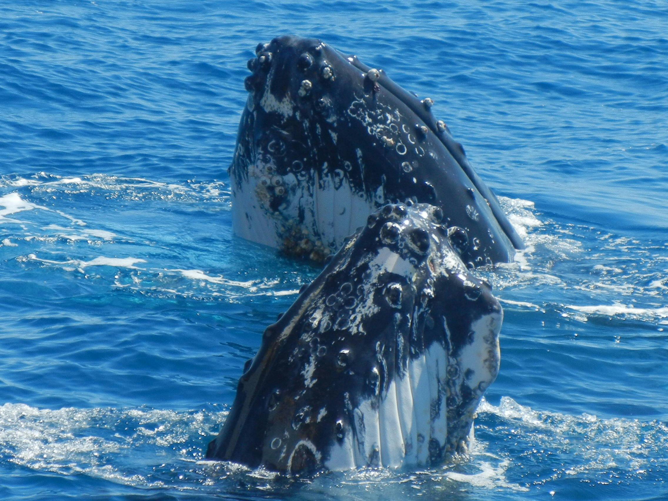 double spy hop action by two whales