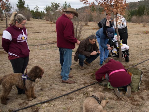 Truffle Hunt