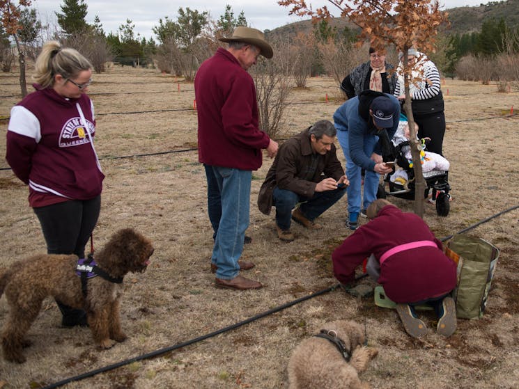 Dogs Fahren and Tawdiffu watch the truffle excavation