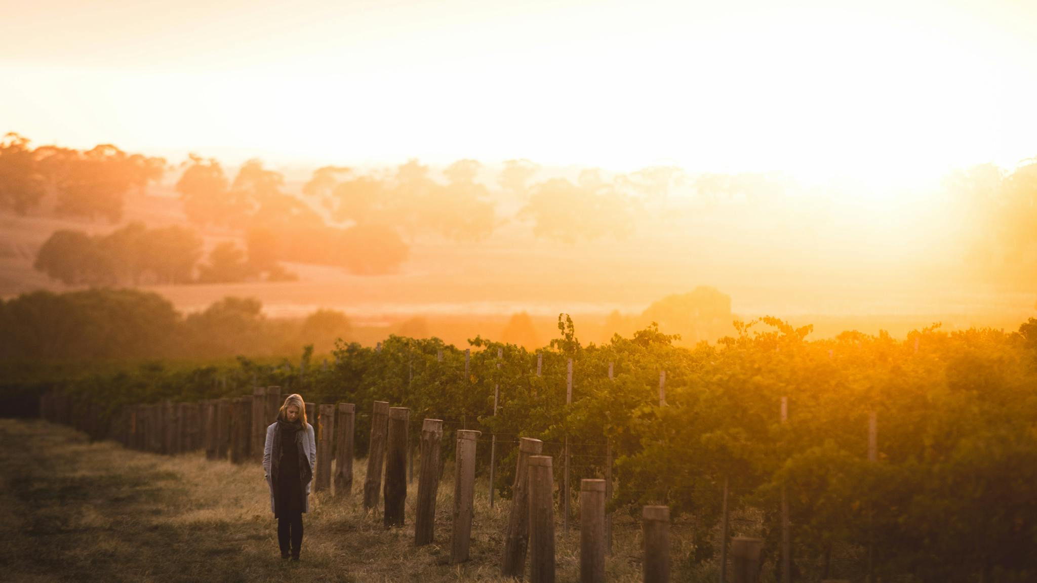 Sunset over the vineyard at Taylors Wines in the Clare Valley