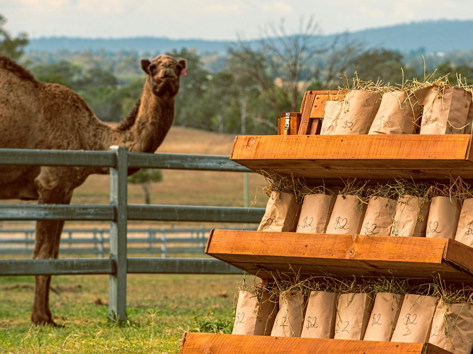 Feed and Pat the Camels