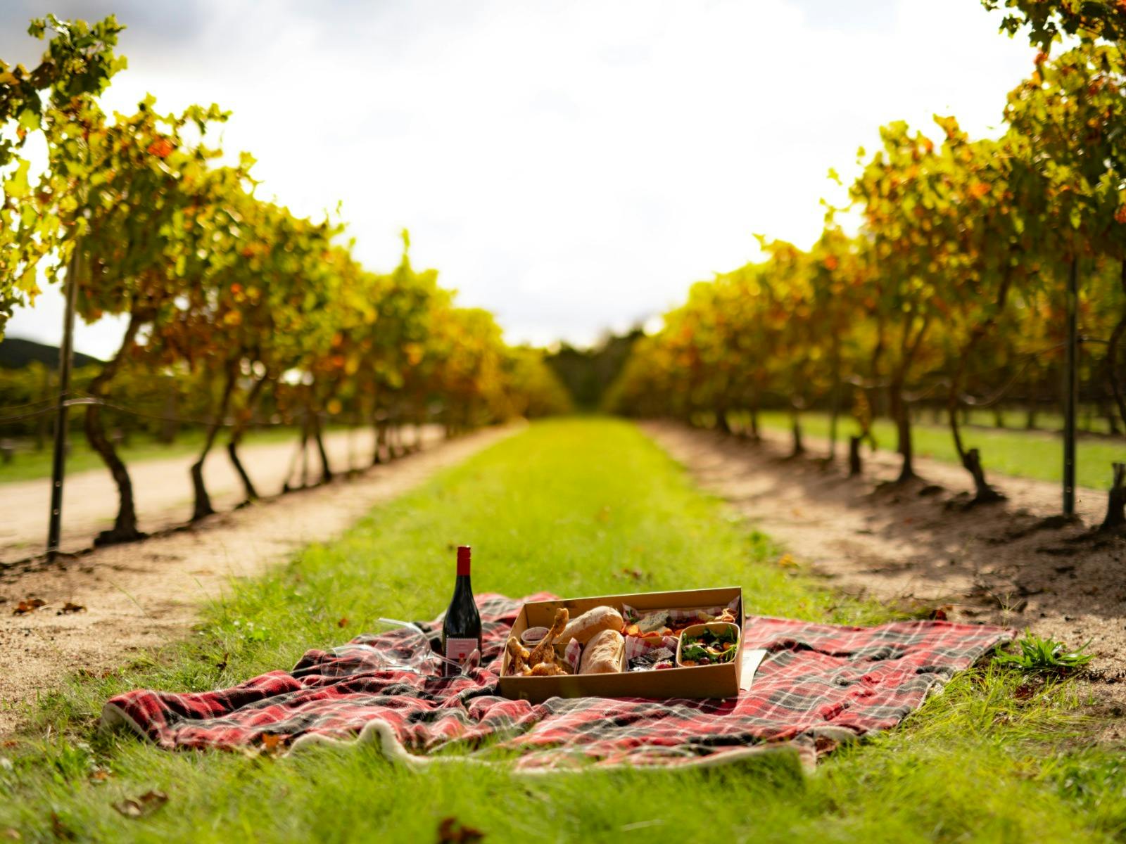 Picnic Between the Vines at Balancing Heart Vineyard