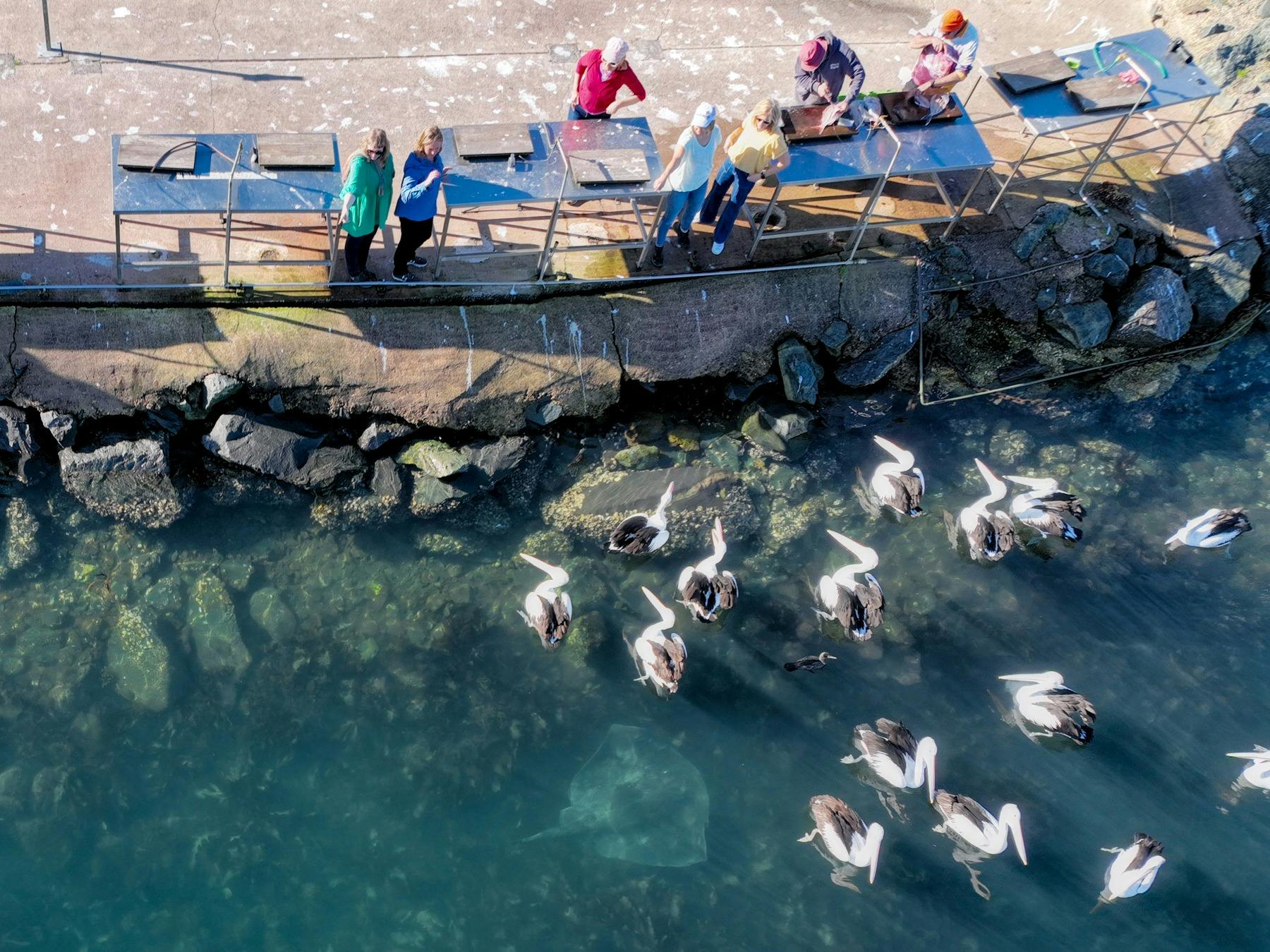 Guests watching Pelicans and Rays at Quarantine Bay
