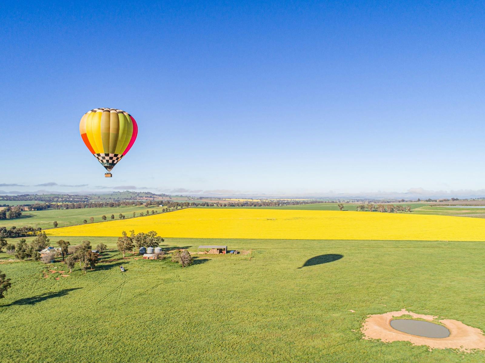 Cowra Canola