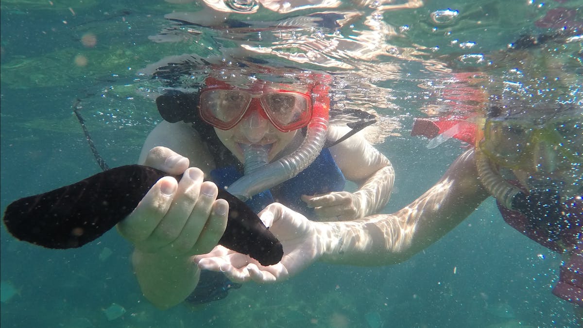 Snorkelling Sea Cucumber