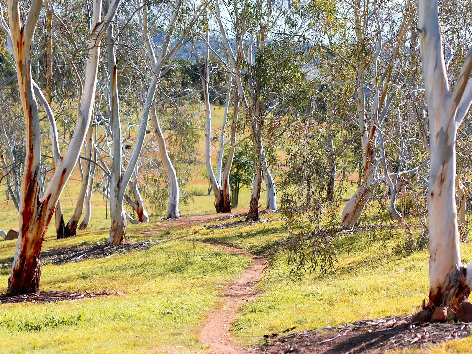 A path wanders through the white trunks of a eucalypt forest