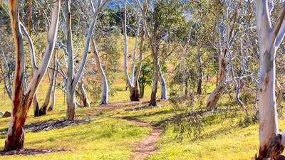 A path wanders through the white trunks of a eucalypt forest