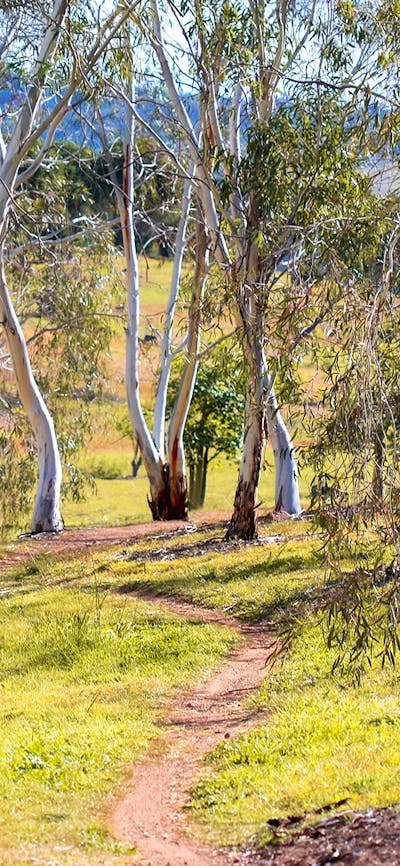 A path wanders through the white trunks of a eucalypt forest