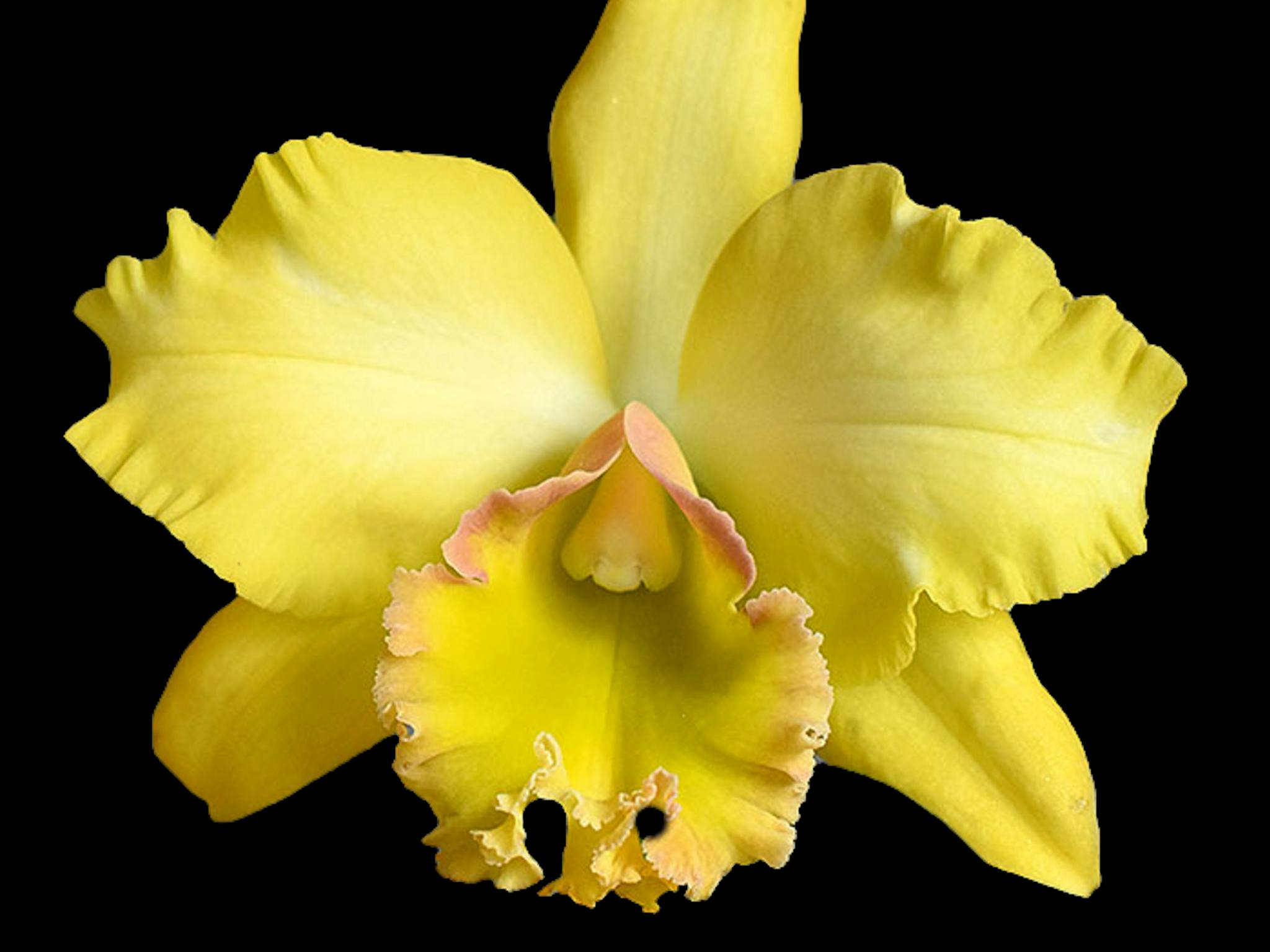 Yellow Cattleya Malworth Orchid in bloom