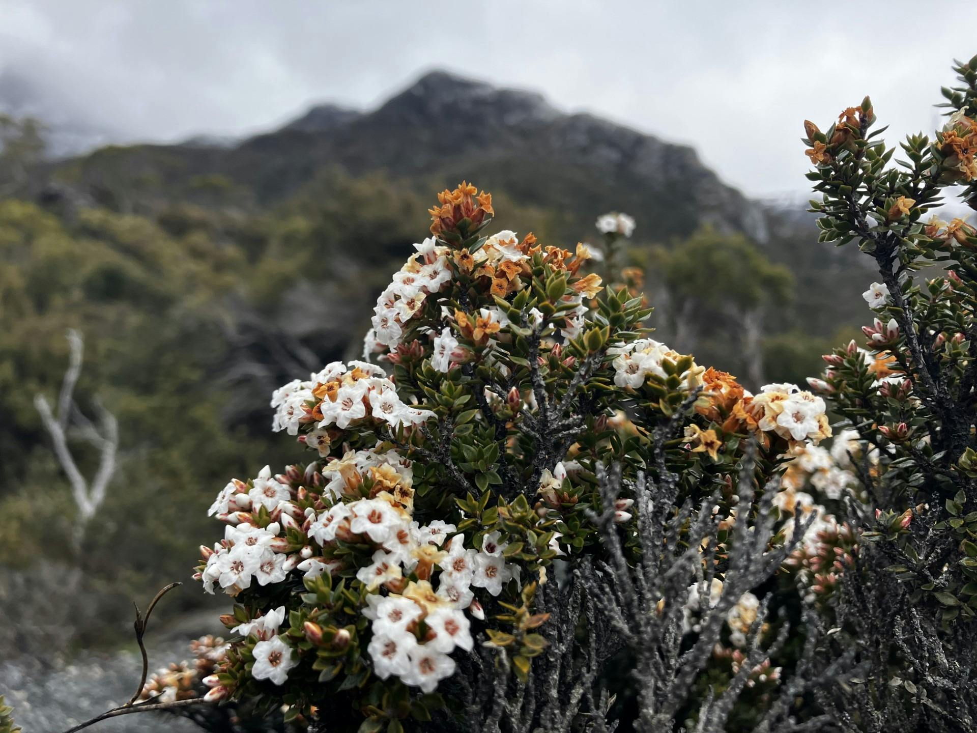 Delicate alpine blooms with Cradle Mountain rising in the background.