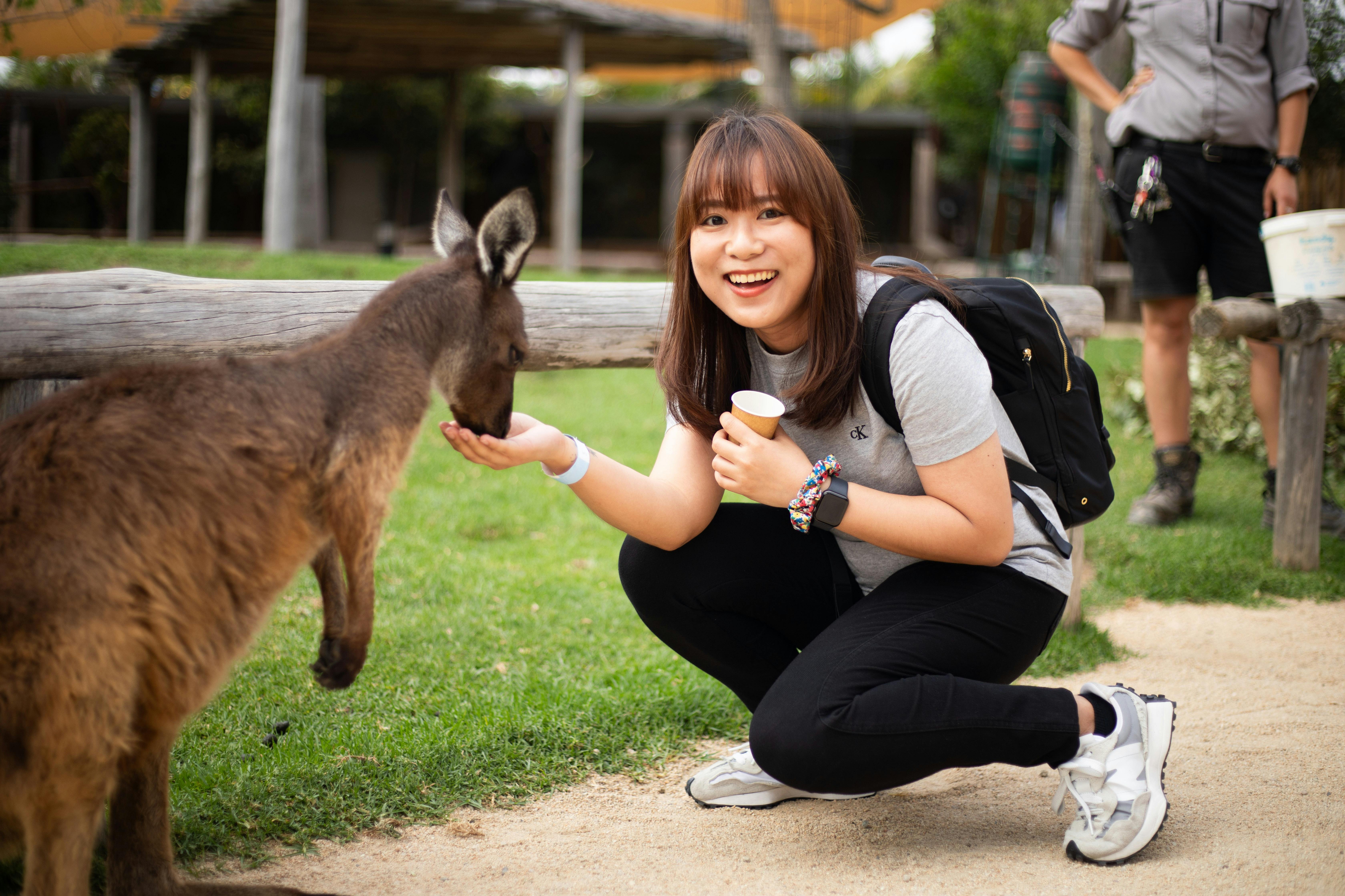 Brighton Tours guest enjoys the hands on experience of feeding a kangaroo