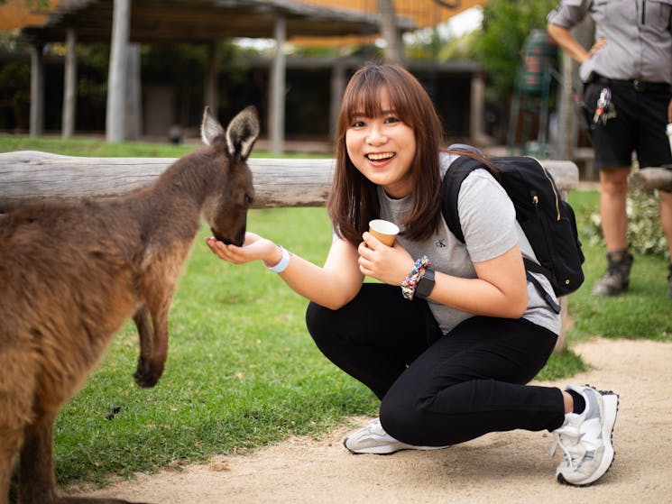 kangaroo feeding
