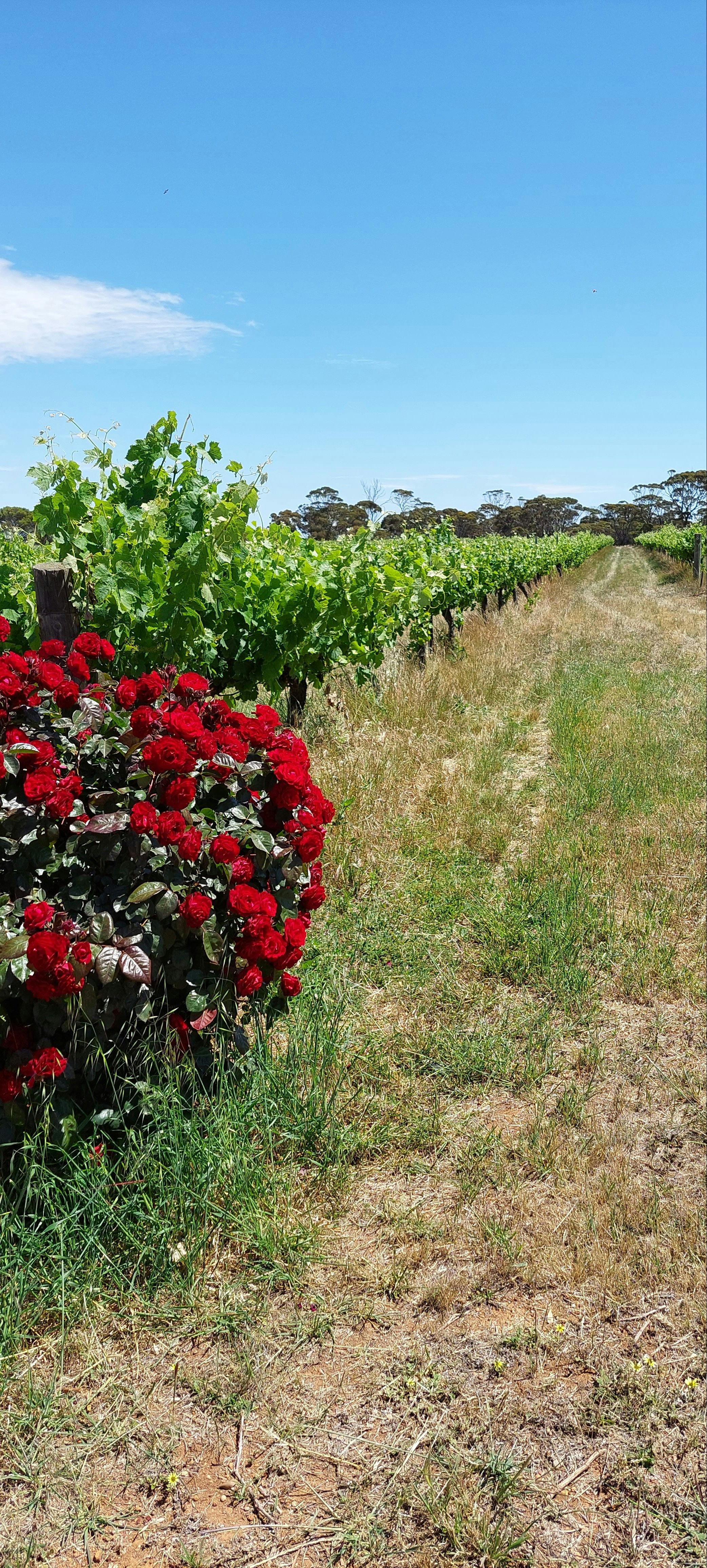 Walkers Hill Vineyard
