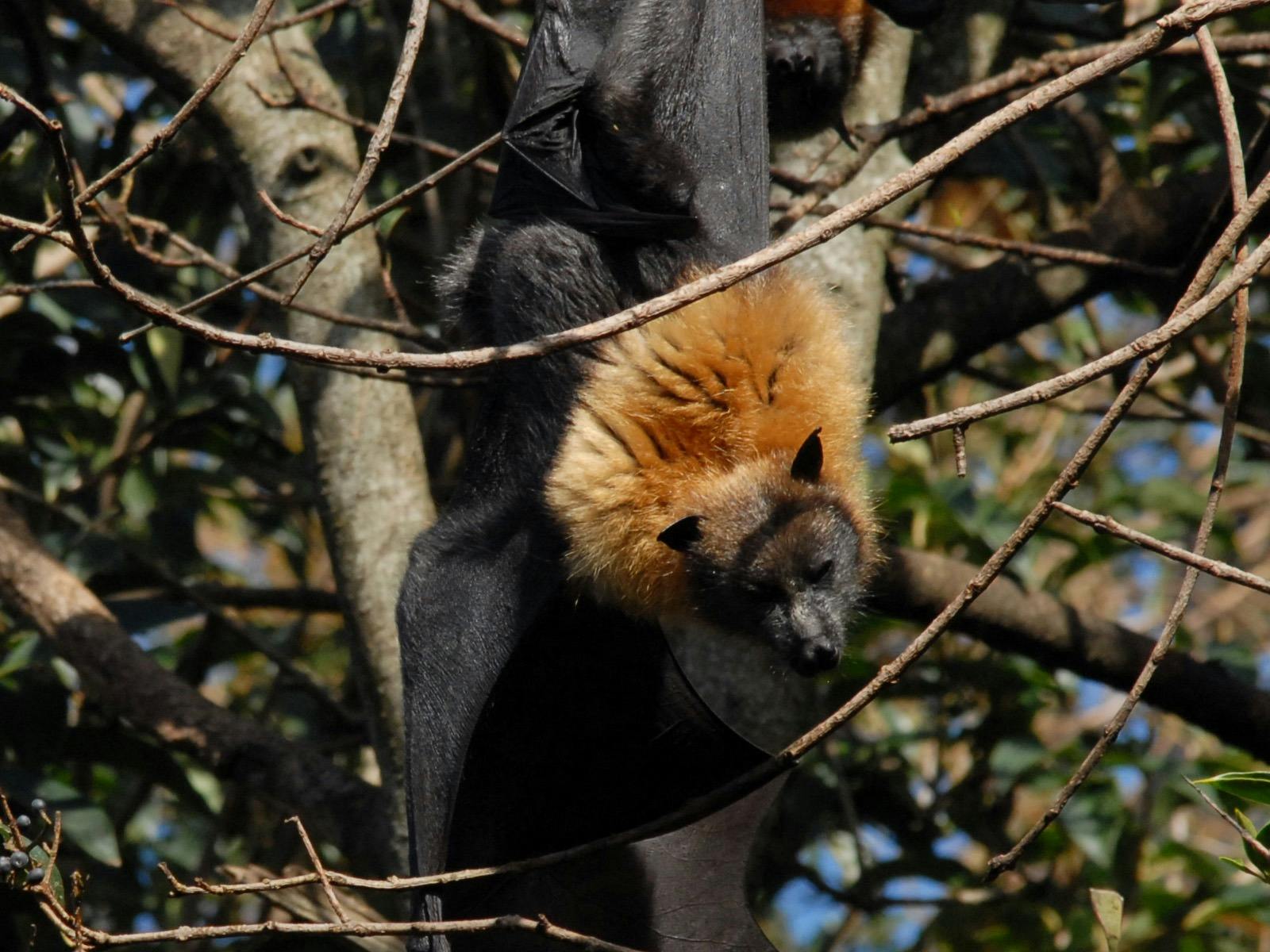 Walking with Wild Flying Foxes, Sydney