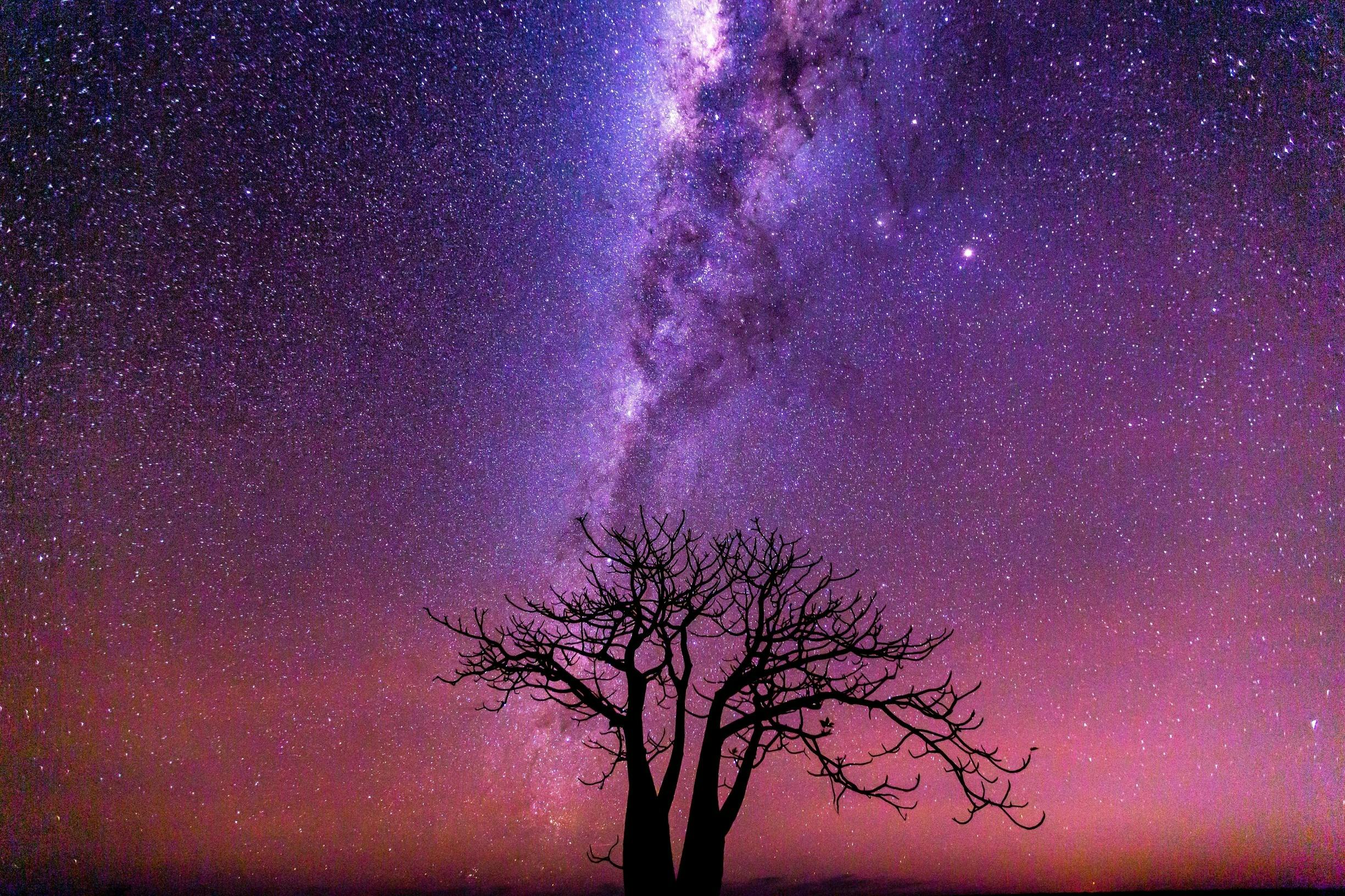 Night Skies above a Boab Tree, near Derby