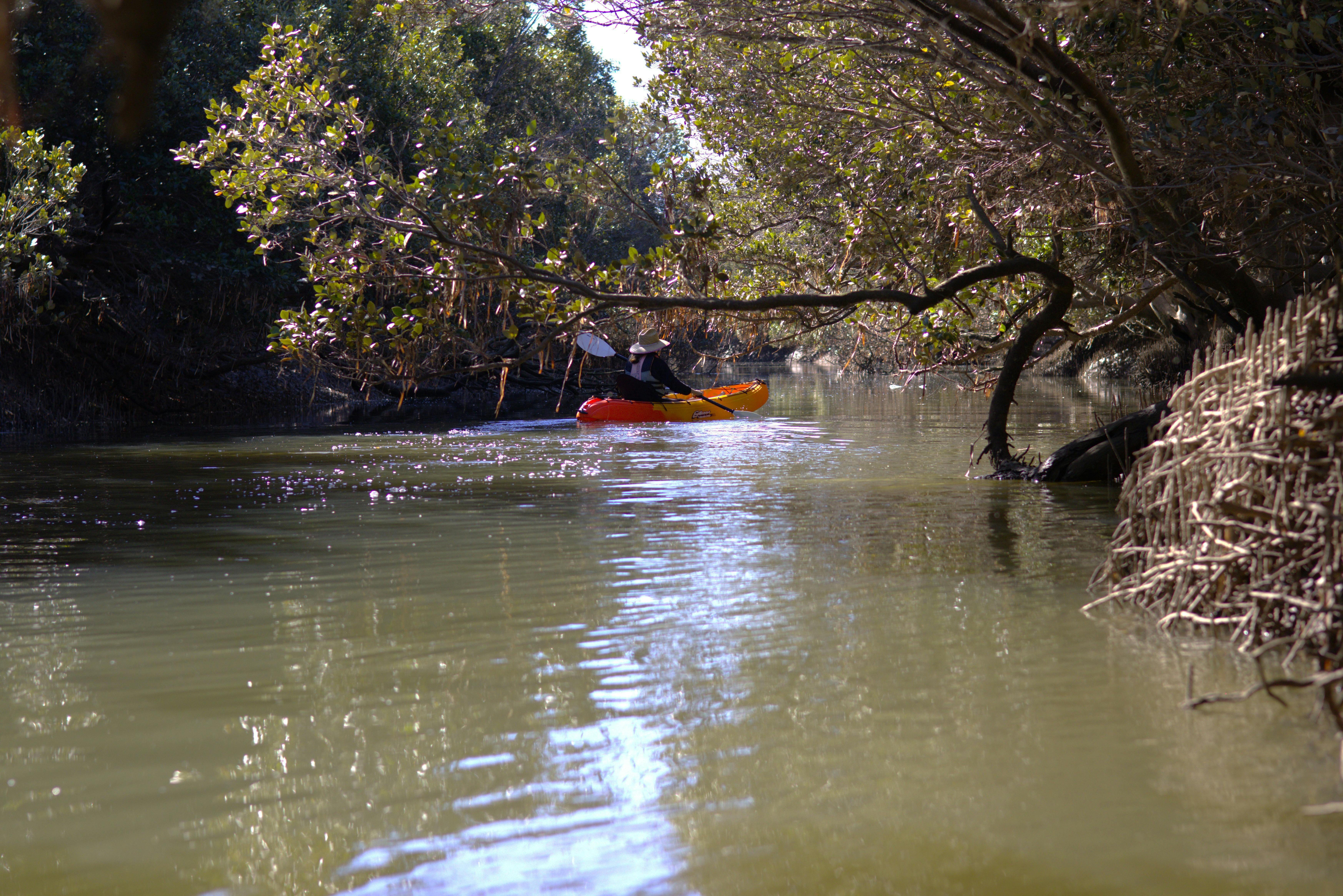 Mangrove Forest at Wills Creek