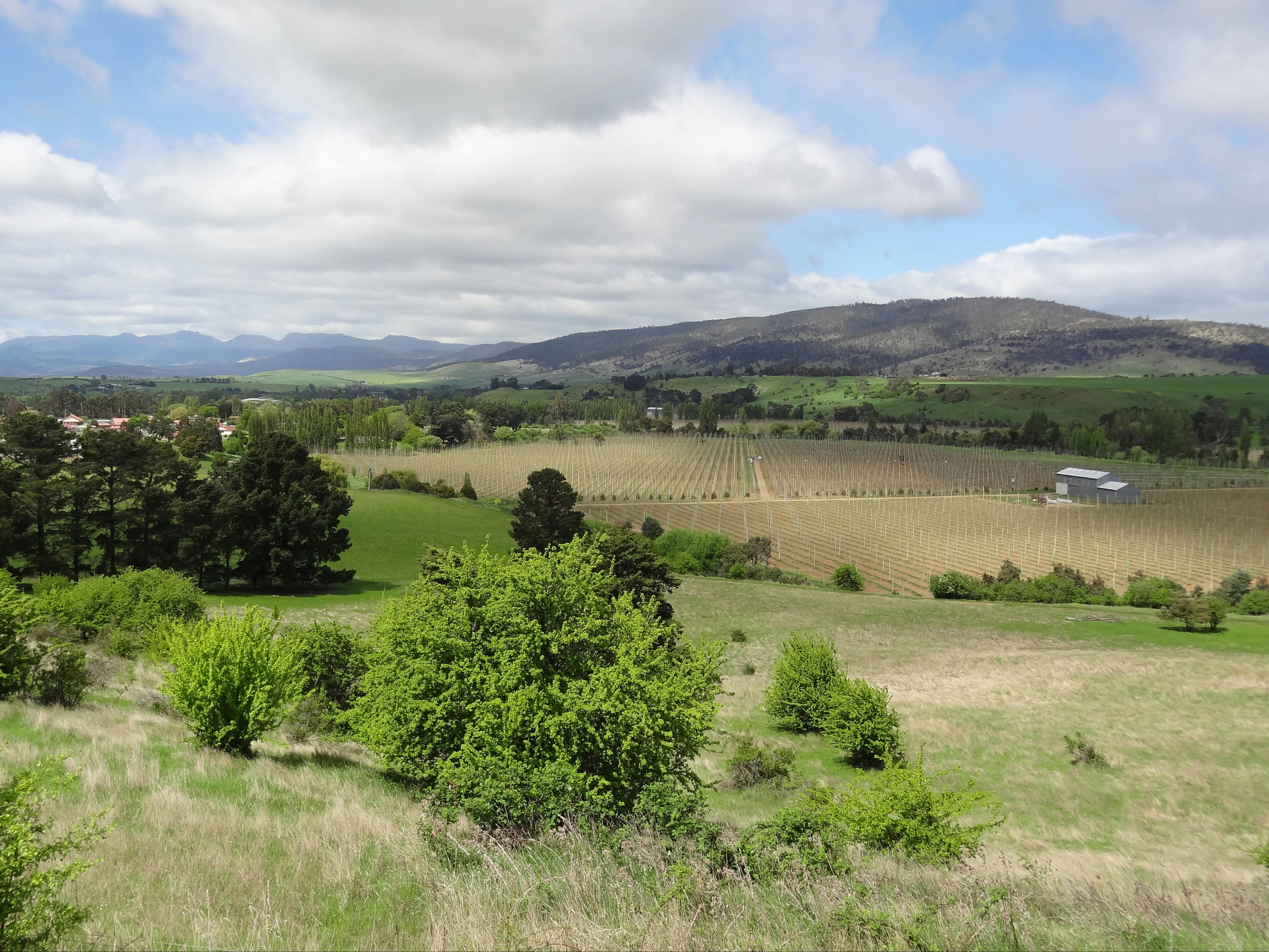 Hop fields