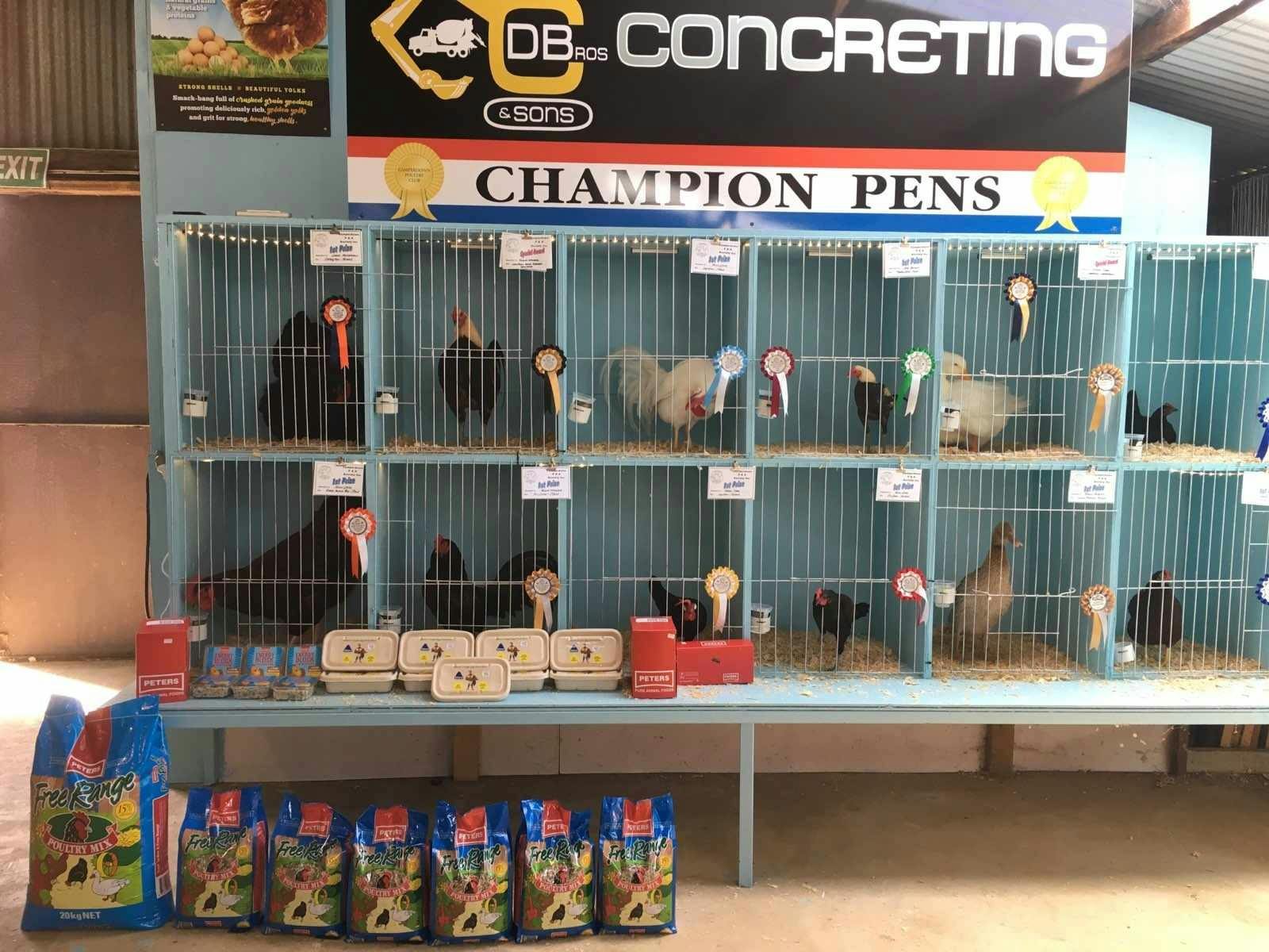 Chickens in cages