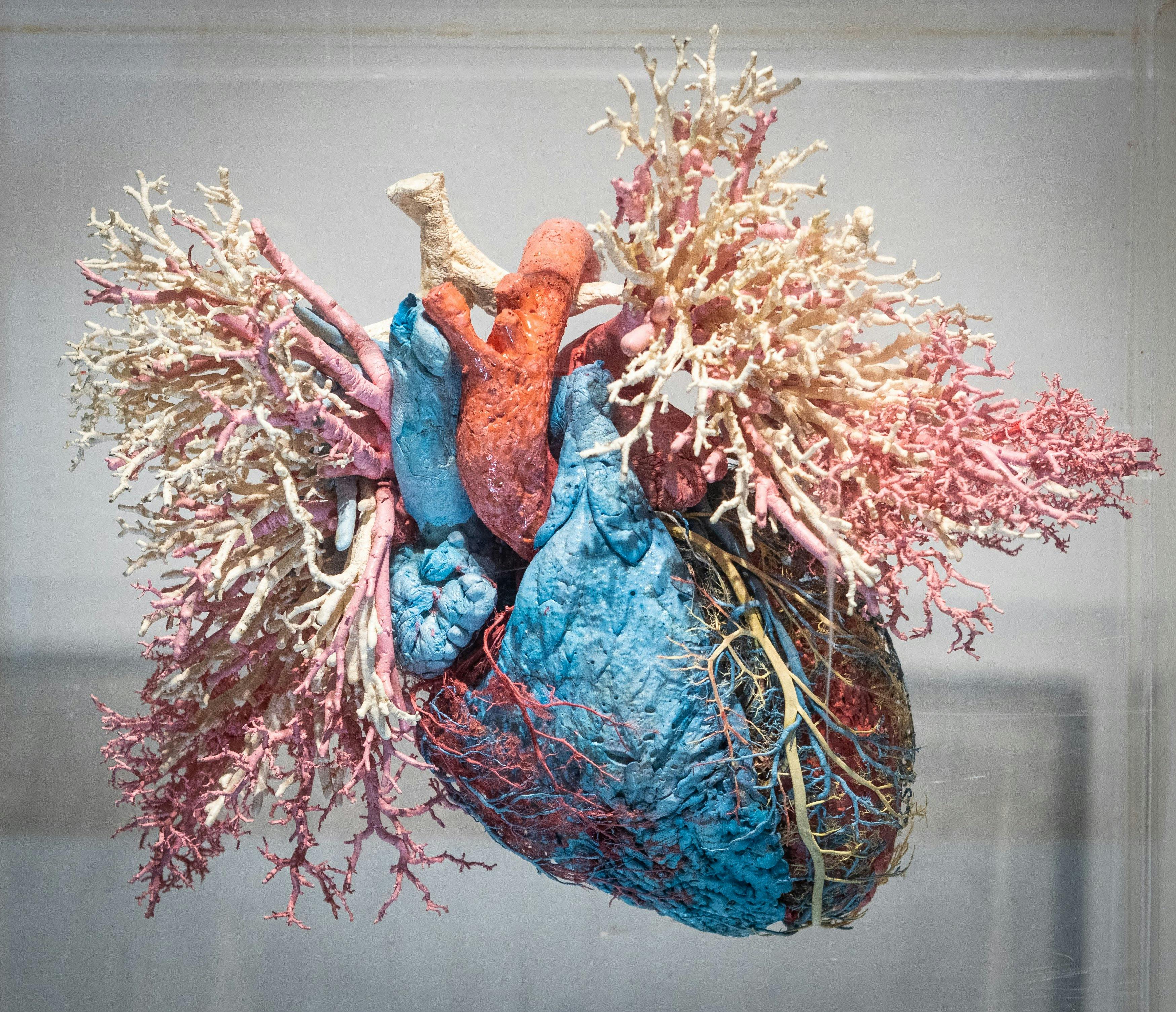 The Real Human Anatomy Exhibition